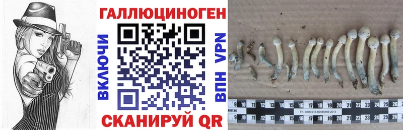 купить наркотик Судак Псилоцибиновые грибы ЛСД